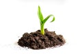 Concept birth of idea- sprout from soil on white background Royalty Free Stock Photo