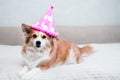 Concept for birthday, celebration. Dog face close-up in a pink cap Royalty Free Stock Photo