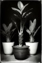 A Black And White Photo Of Three Potted Plants. Generative AI