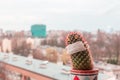 The concept of boredom at home during quarantine and isolation, a lonely cactus on the balcony