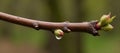 Branch with budding flowers and raindroplets on bark signifying springtime Royalty Free Stock Photo