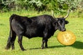 bullish scenario on Bitcoin price