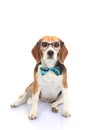 Concept businnes pet or dog intelligence training