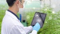 Concept of cannabis plantation for medical, a scientist using tablet to collect data on cannabis sativa indoor farm