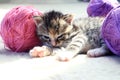 The concept of celebrating World Knitting Day in public. Cute gray kitten sleeps among balls of colorful yarn, side view Royalty Free Stock Photo