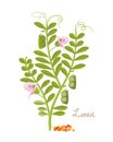 Concept of cereals, legumes and plants. Lentils with leaves, grains.