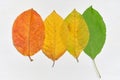 The concept of changing summer to autumn from green leaf to dry and yellow