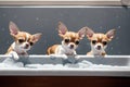 Chihuahuas in a Sudsy Sink.AI Generated