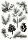 Childrens Illustration Of Set Of Branches And Cones Of Spruce, Juniper. Christmas Evergreens. Winter Vintage Botany. Generative AI