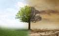 Concept of climate changing. Half dead and alive tree outdoors Royalty Free Stock Photo
