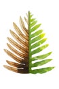 Concept Of Climate Has Changed, Half Alive And Half Dead Fern, Save The World, Save The Environment