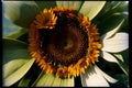 A Close Up Of A Yellow And White Sunflower. Generative AI