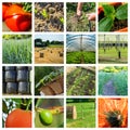 Collage made of photos about agriculture.