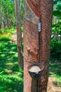 Concept of collecting latex from hevea tree. Cup for collecting latex is fixed on the trunk. In the bowl collected latex.