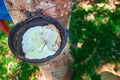 Concept of collecting latex from hevea tree. Cup for collecting latex is fixed on the trunk. In the bowl collected latex. Top view