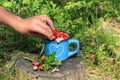 The concept of collecting medicinal wild berries. The child`s hand reaches for a blue cup with wild strawberries, close-up