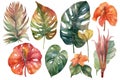 Collection of watercolor wild tropical leaves and flowers, jungle plant leaves isolated on white background, monstera, hibiscus fl Royalty Free Stock Photo