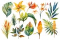 Collection of watercolor wild tropical leaves and flowers, jungle plant leaves isolated on white background, watercolor botanical Royalty Free Stock Photo