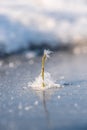 Concept - compelling. Lonely frozen plant is flooded with frozen snowflakes in the ice. Winter time