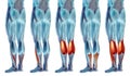 Concept or conceptual 3D human lower leg anatomy or anatomical and muscle set Royalty Free Stock Photo