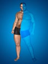 3D fat overweight vs slim fit with muscles young man on diet on blue background