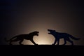 Concept conflict.Tiger versus wolf silhouette