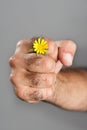 Concept and contrast of hairy man hand and flower Royalty Free Stock Photo