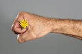 Concept and contrast of hairy man hand and flower Royalty Free Stock Photo