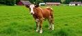 A cow in a gridpatterned green field faces a distant farm Royalty Free Stock Photo