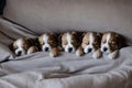 Cozy Puppy Bed Image.AI Generated Royalty Free Stock Photo