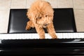 Concept of cute poodle dog playing upright grand piano