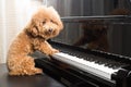 Concept of cute poodle dog preparing to play grand piano