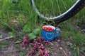 The concept of cycling trips to nature in the summer . Wild strawberries in a blue cup stand near the wheel of a bicycle