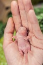 The concept of defenselessness. A newborn rat cub lies on the human palm. Royalty Free Stock Photo