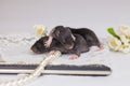 The concept of defenselessness. Newborn rats close up.