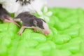 The concept of defenselessness. Newborn rodent close-up. Royalty Free Stock Photo