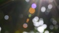 The concept for design blurred and defocused effect bokeh. The daylight is outdoor and air fresh in the morning.