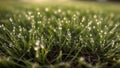 Dewy Green Grass Blades.AI Generated