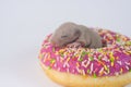 The concept of diet. Newborn baby cub in a donut. Decorative bald rodent Royalty Free Stock Photo