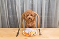 Concept of dog having delicious raw meat meal on table. Royalty Free Stock Photo