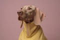 concept dog latex funny animal colourful fashion pet stylish art. Generative AI.