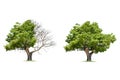 Concept of doubleness. Dead tree on one side and living tree on the different side. Royalty Free Stock Photo