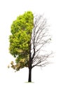 Concept of doubleness. Dead tree on one side and living tree on the different side. Royalty Free Stock Photo