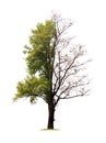 Concept of doubleness. Dead tree on one side and living tree on the different side. Royalty Free Stock Photo