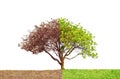 Concept of doubleness. Dead tree on one side and living tree on the different side. Isolated on a white background.