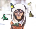 Concept Dreams Come True,  miracle, a dog with eyes closed sits in a winter forest and dreams of summer, butterflies fly Royalty Free Stock Photo