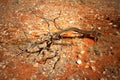 Concept of drought - Burnt tree after summer fires in the Western Australian outback Royalty Free Stock Photo