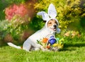 Cute dog in costume of easter bunny ready for Pascha carnival Royalty Free Stock Photo