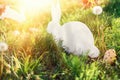 The concept of Easter holidays. Decorative handicraft handmade product in the form of a lying white rabbit, located next to the