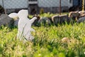 The concept of Easter holidays. Decorative handmade craft in the form of a rabbit, located next to the painted egg. Green grass on Royalty Free Stock Photo